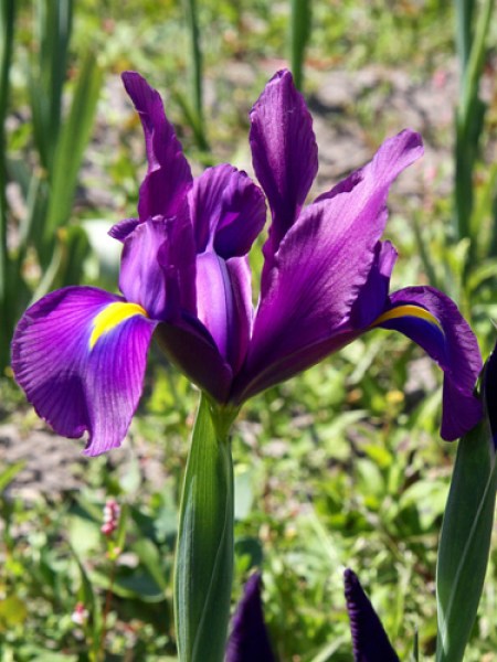Iris holl. purple sensation.jpg